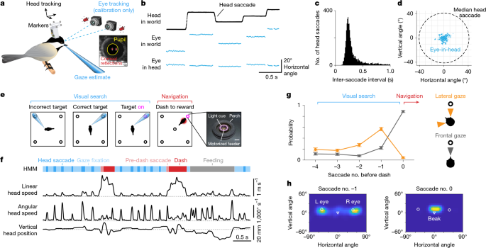 Remote activation of place codes by gaze in a highly visual animal