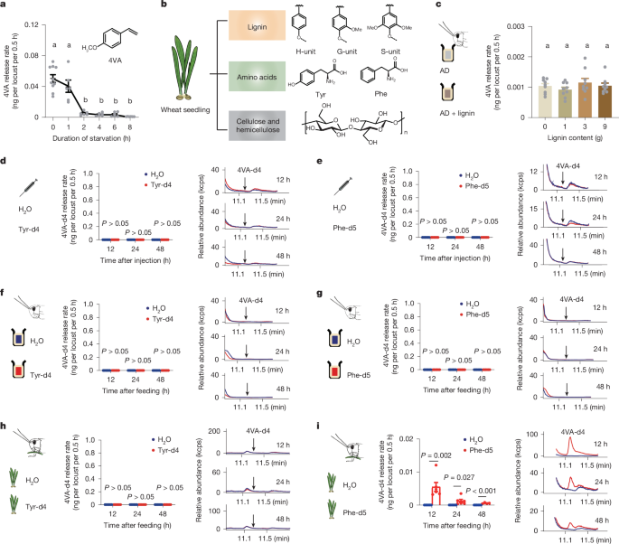 Decoding 4-vinylanisole biosynthesis and pivotal enzymes in locusts