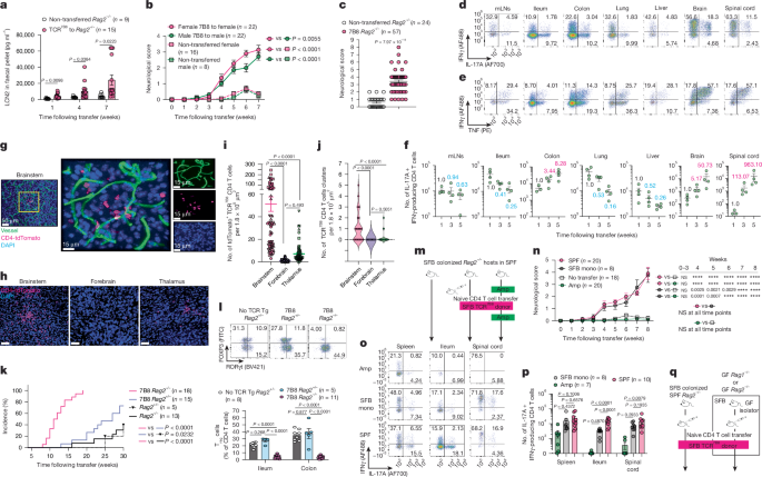 Gut inflammation promotes microbiota-specific CD4 T cell-mediated neuroinflammation