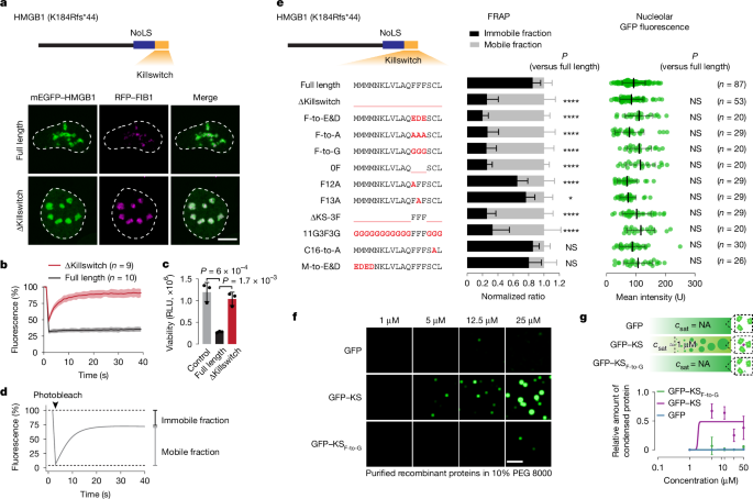Probing condensate microenvironments with a micropeptide killswitch