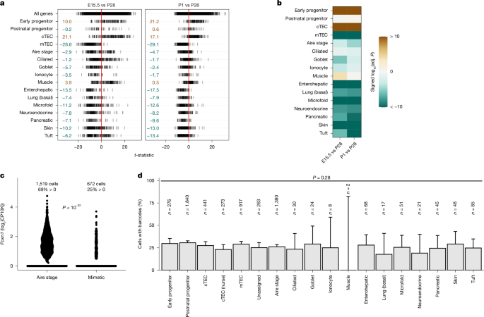 Developmental trajectory and evolutionary origin of thymic mimetic cells