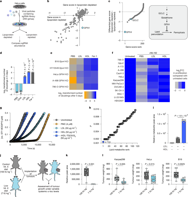 Glycosaminoglycan-driven lipoprotein uptake protects tumours from ferroptosis