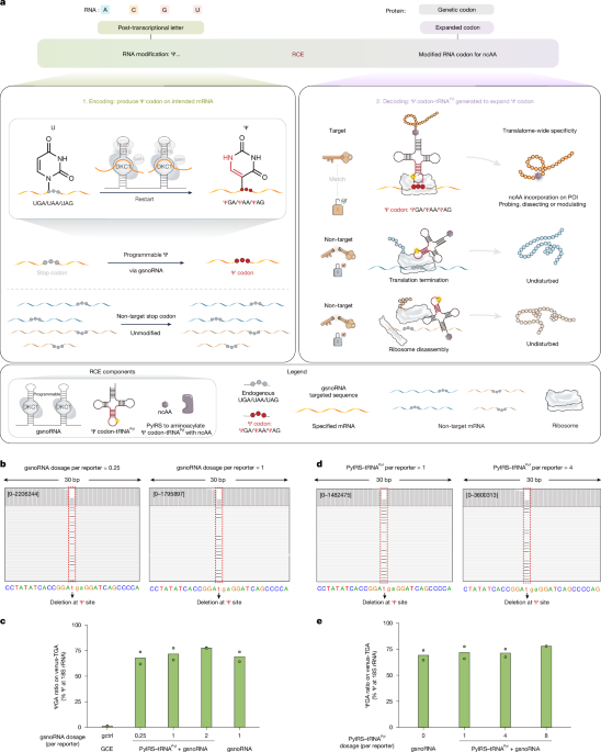 RNA codon expansion via programmable pseudouridine editing and decoding