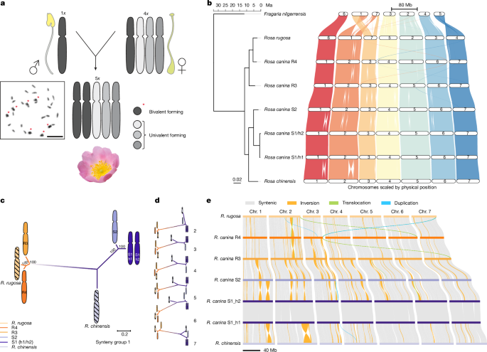 Bimodal centromeres in pentaploid dogroses shed light on their unique meiosis