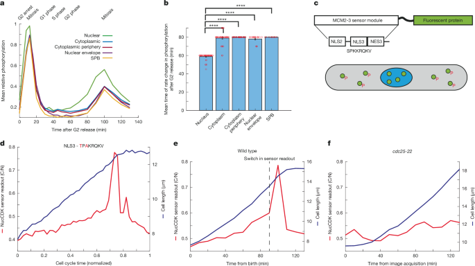 Spatiotemporal orchestration of mitosis by cyclin-dependent kinase