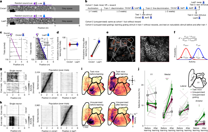 Unsupervised pretraining in biological neural networks
