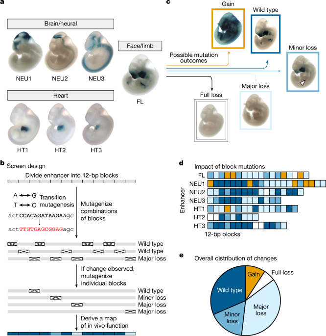 In vivo mapping of mutagenesis sensitivity of human enhancers
