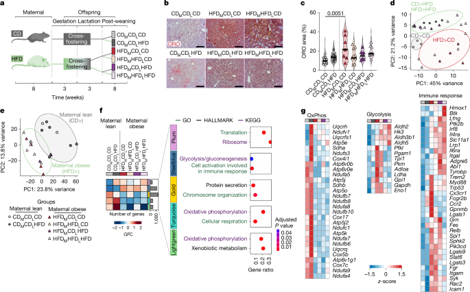 Kupffer cell programming by maternal obesity triggers fatty liver disease