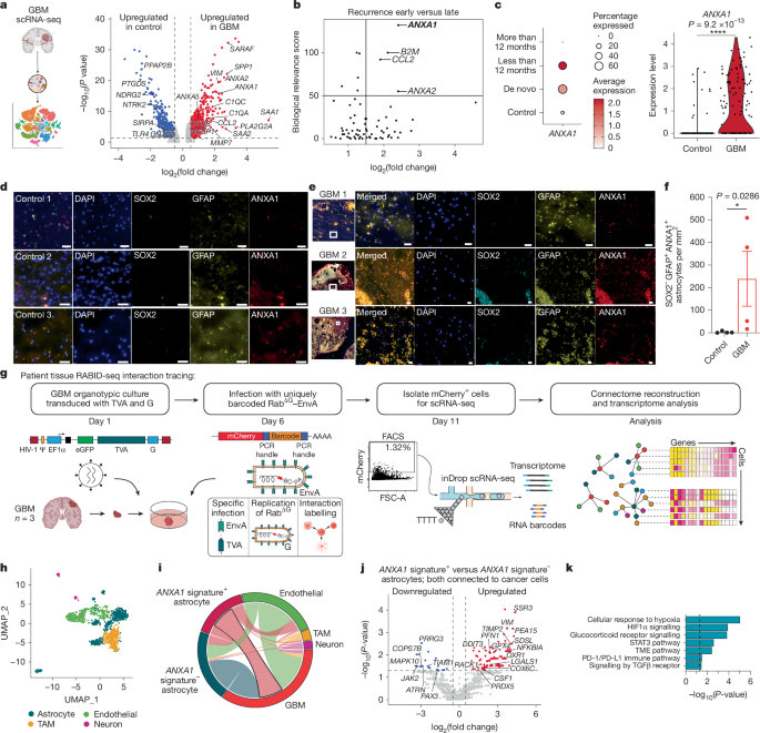 Barcoded viral tracing identifies immunosuppressive astrocyte–glioma interactions