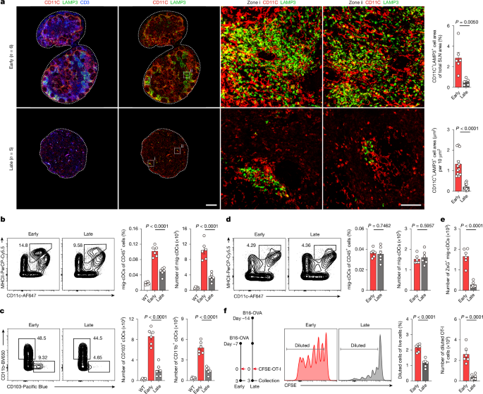 Rescuing dendritic cell interstitial motility sustains antitumour immunity