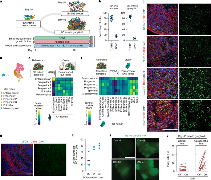 Engrafted nitrergic neurons derived from hPSCs improve gut dysmotility in mice