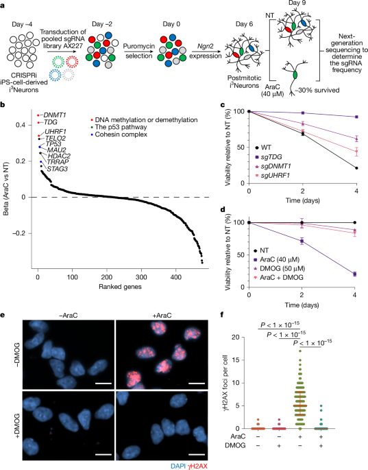 Mechanism of cytarabine-induced neurotoxicity