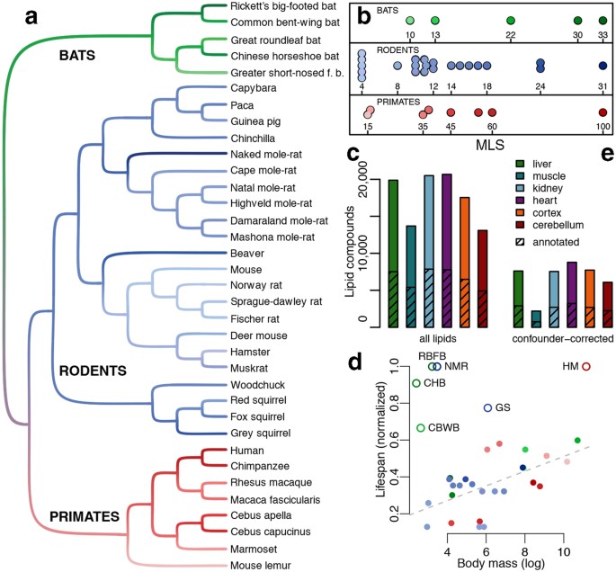 Lipidome determinants of maximal lifespan in mammals Scientific Reports