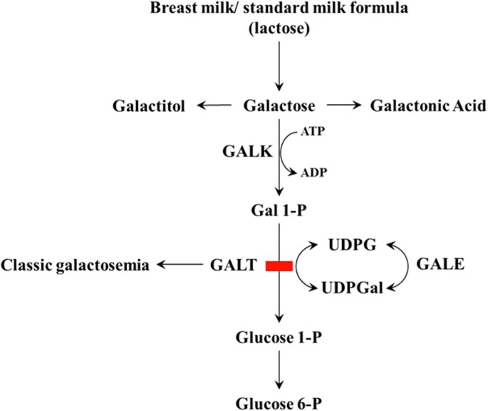 udp glucose structure Metaphase and Metabolites Deteriorate its II Galactose