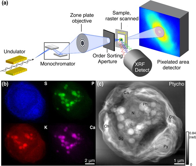 you thank 10 letters frozen ptychographic ray of X fluorescence and microscopy you thank 10 letters frozen ptychographic ray of X fluorescence and microscopy