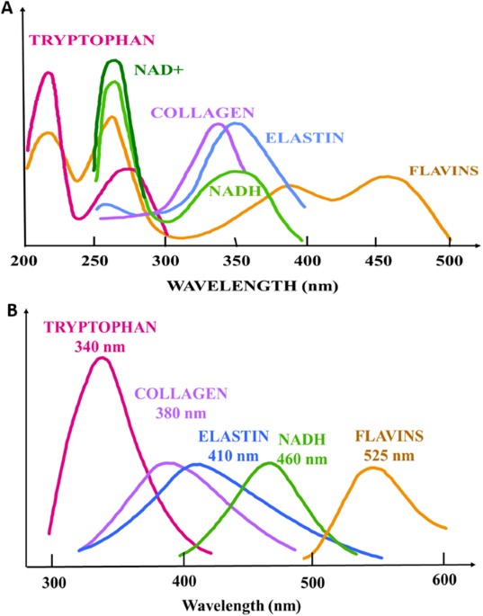 LabelFree Fluorescence Spectroscopy for Detecting Key Biomolecules in