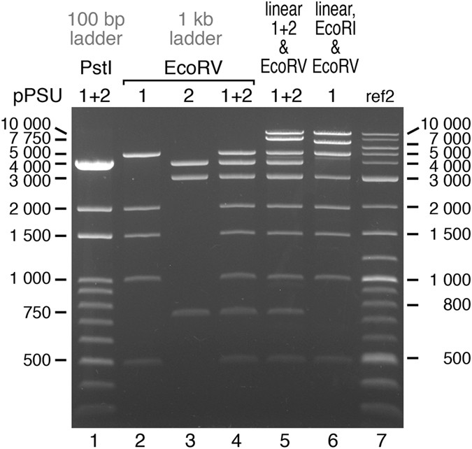 The pPSU Plasmids for Generating DNA Molecular Weight Markers