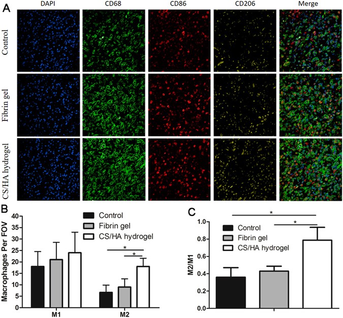 Injectable in situ crosslinking chitosanhyaluronic acid based