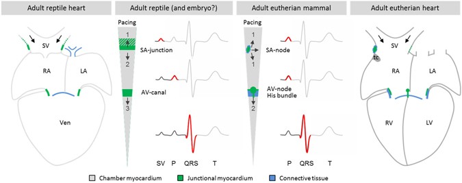 Morpho-functional characterization of the systemic venous pole of the ...