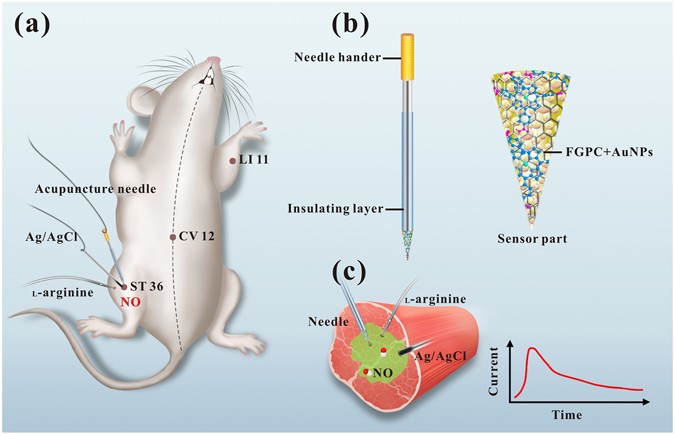 A sensitive acupuncture needle microsensor for real-time ... diagram of shu 