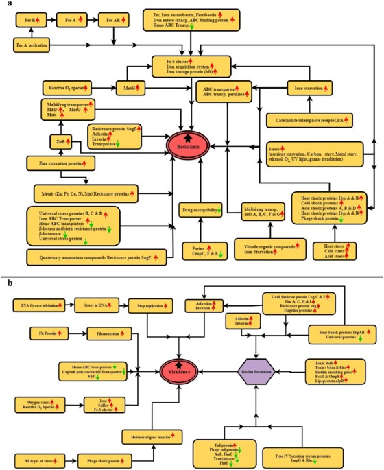 Virulence and transcriptome profile of multidrugresistant Escherichia