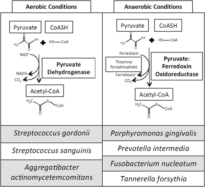 Essay about anaerobic metabolism report picture