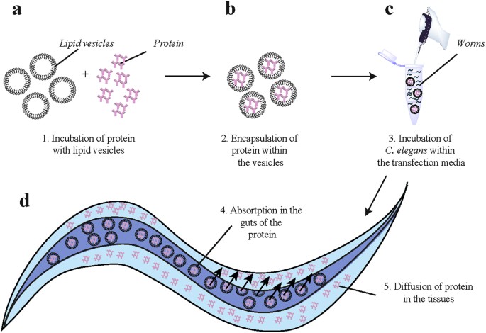 Delivery Of Native Proteins Into C Elegans Using A Transduction Protocol Based On Lipid