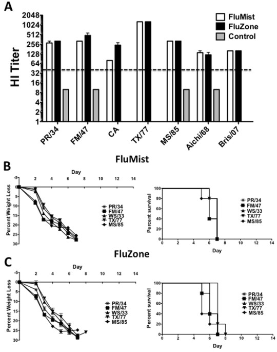 Efficacy of an Adenoviral Vectored Multivalent Centralized Influenza