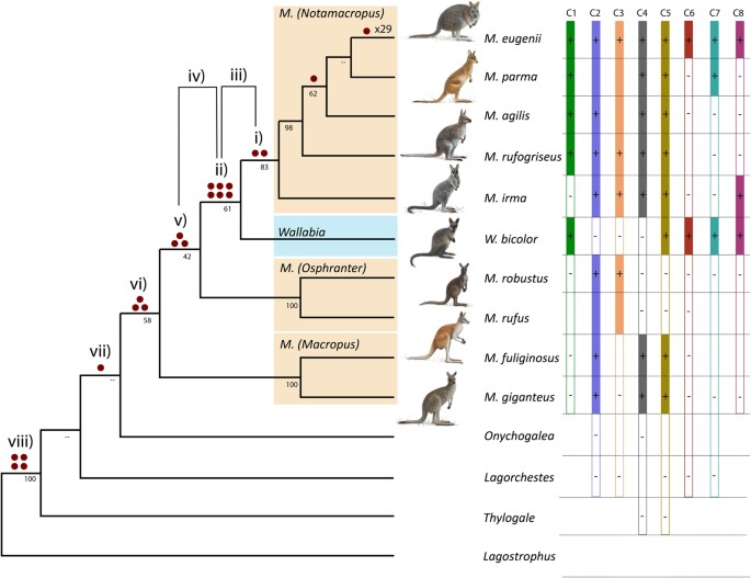 Resolving kangaroo phylogeny and retrotransposon