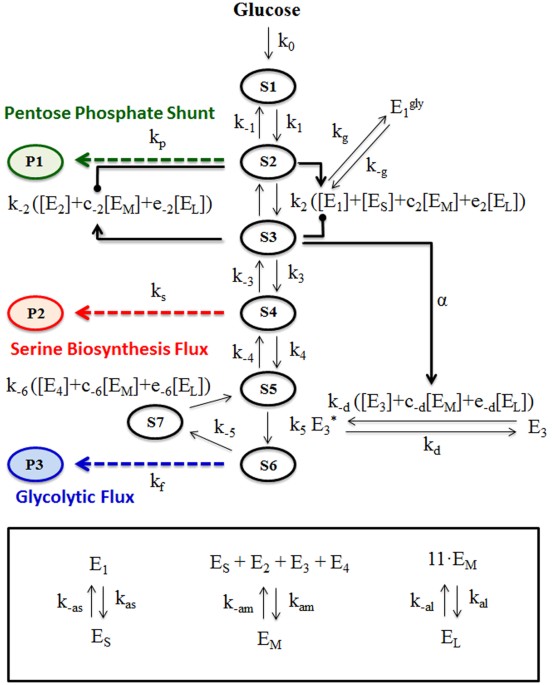 A Mathematical Model for Enzyme Clustering in Glucose ... the krebs cycle diagram 