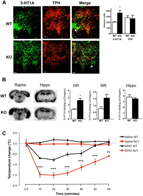 Loss of MeCP2 in adult 5-HT neurons induces 5-HT1A autoreceptors, with opposite sex-dependent ...