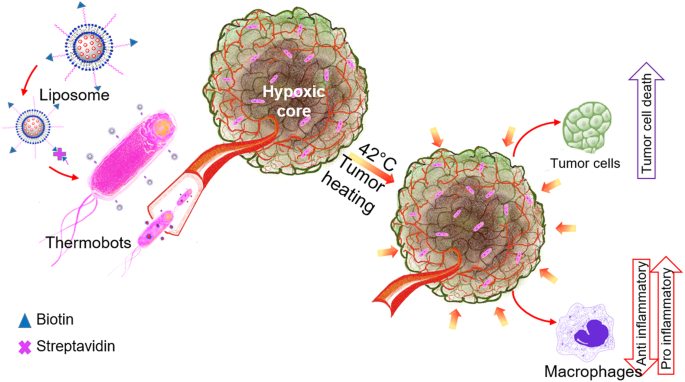Chemoimmunotherapy of colon cancer with focused