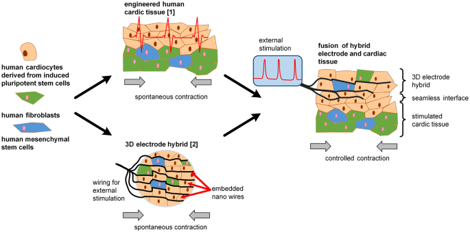 A three-dimensional hybrid pacemaker electrode seamlessly ... diagram of the human immune system 