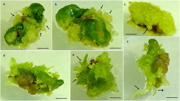 Thidiazuron-induced somatic embryogenesis and changes of ..., covid png images
