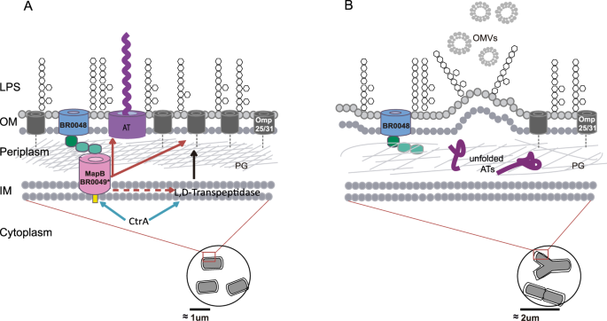 MapB, the Brucella suis TamB homologue, is involved in cell envelope ...