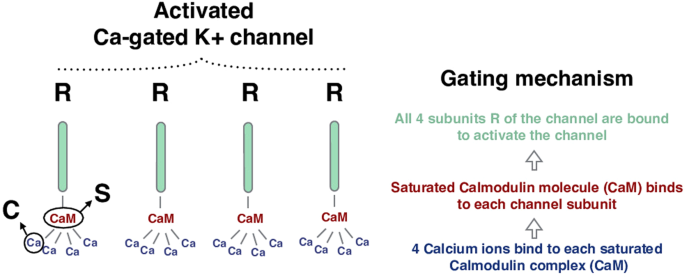 A biophysical model explains the spontaneous bursting