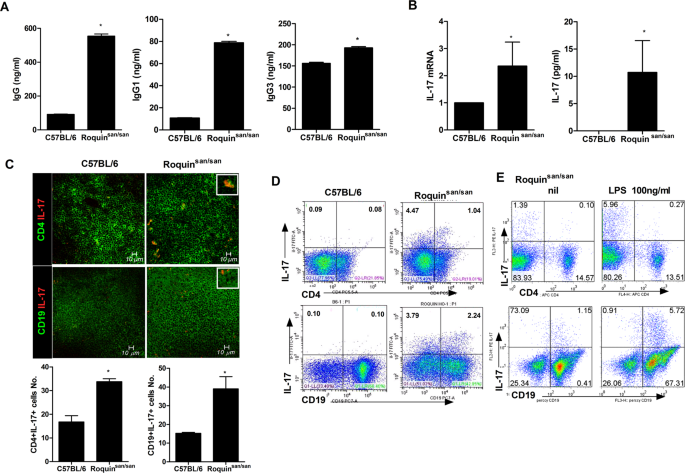 Inhibition of IL-17 ameliorates systemic lupus
