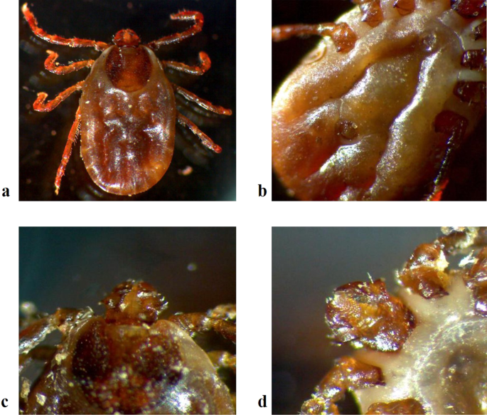 High Incidence Of A Novel Rickettsia Genotype In Parasitic high-incidence-of-a-novel-rickettsia-genotype-in-parasitic