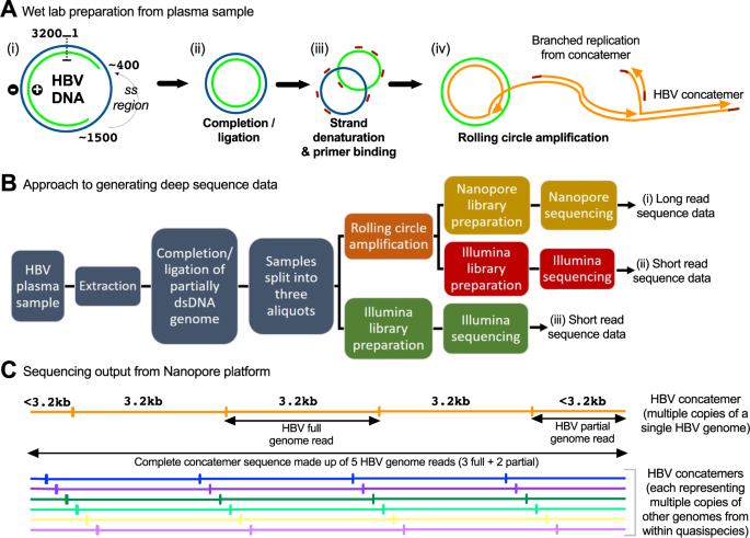 Illumina and Nanopore methods for whole genome sequencing