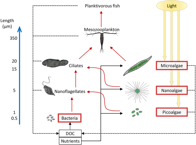 Modeling vitamin B1 transfer to consumers in the aquatic food web