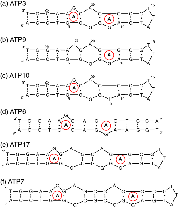 Thermodynamic analysis of cooperative ligand binding by