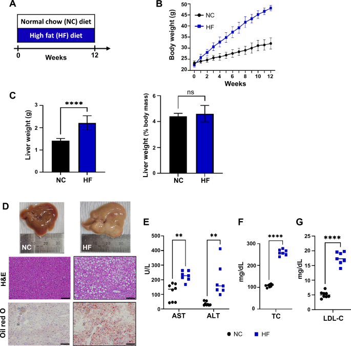 Gut commensal Kineothrix alysoides mitigates liver dysfunction by ...