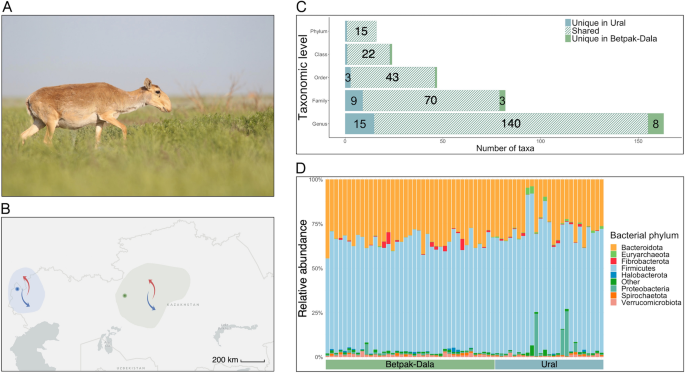 Gut Microbiota Of The Critically Endangered Saiga Antelope Across Two 