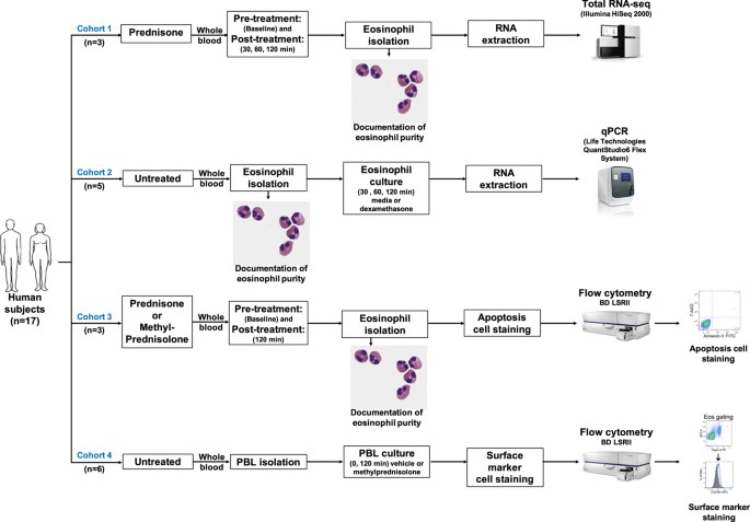 Transcript and proteinlevel analyses of the response of