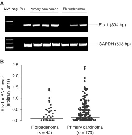 ets 5 transcriptional factor