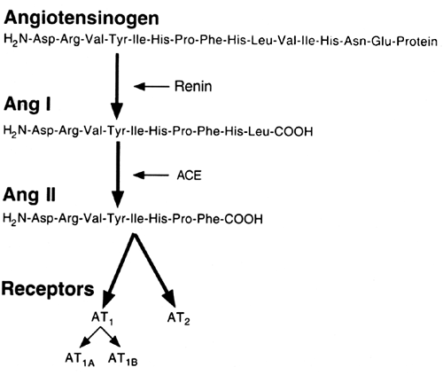 The angiotensin II type 1 receptor and receptor-associated ...