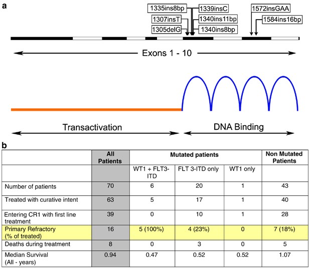 Wilms' tumour 1 mutations are associated with FLT3ITD and