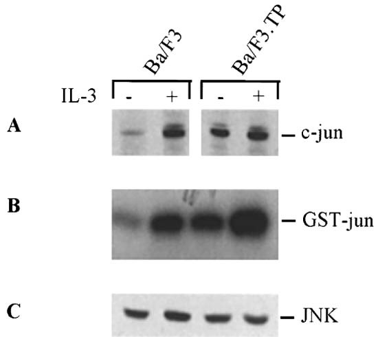 The oncogenic TEL/PDGFRβ fusion protein induces cell death ...