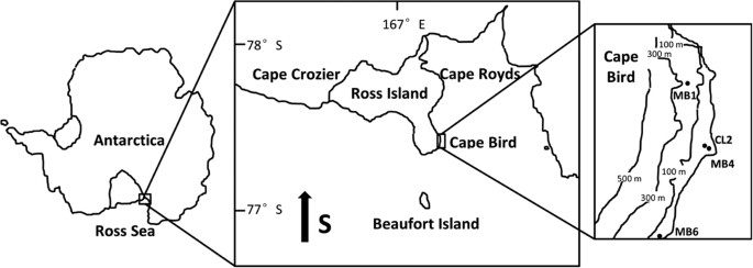 From warm to cold: migration of Adélie penguins within  