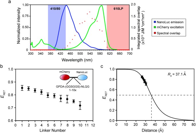 Determination of GLUT1 Oligomerization Parameters using